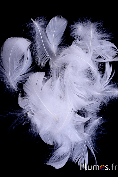Oie - 4-6 cm - blanc